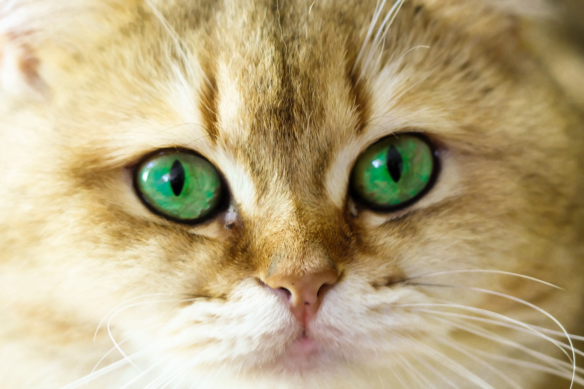 猫の眼病の症状と目薬の使い方