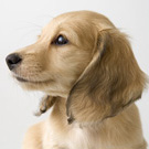 胴体が長く、足の短い犬の病気