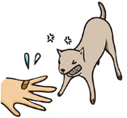 咬んで人（飼主も）を傷つけるワンちゃんの手術