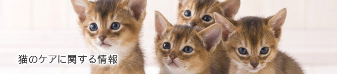 猫のケアに関する情報