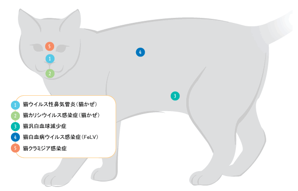 ワクチン 種類 猫