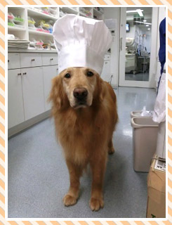 ワンちゃん版COOK PAD