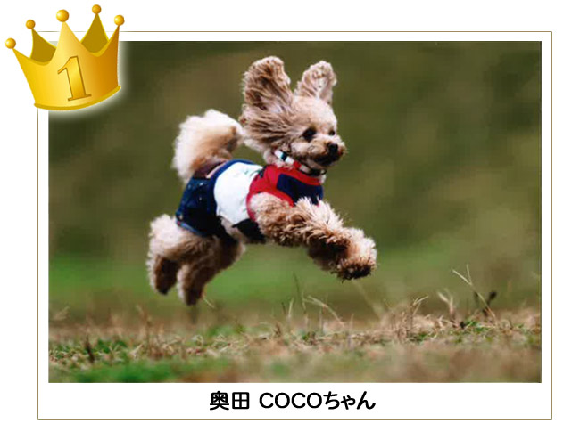 奥田COCOちゃん