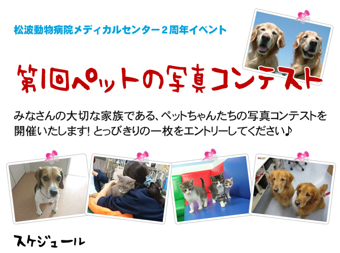ペットの写真コンテスト
