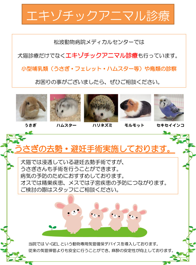 エキゾチックアニマル 松波動物病院メディカルセンター