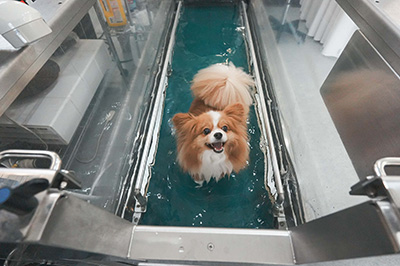 水中トレーニング